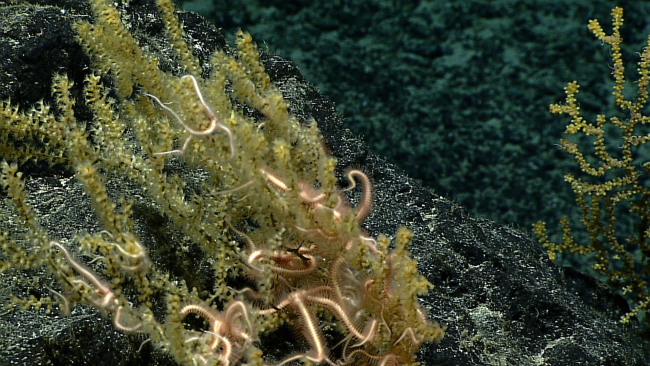 Brownish white brittle stars living on a greenish yellow octocoral bush