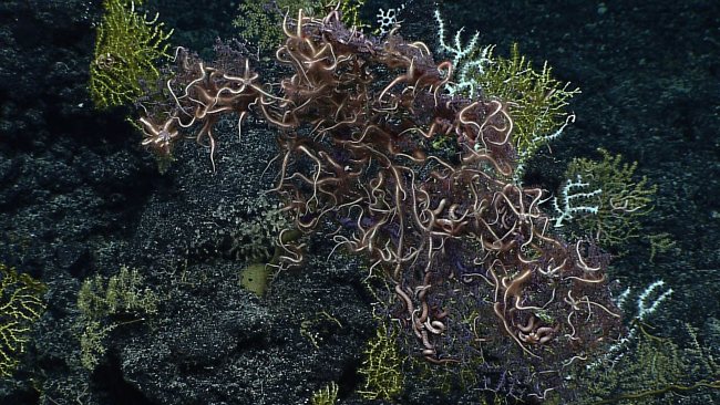 A remarkable agglomeration of brittle stars on purple and greenish yellowoctocorals