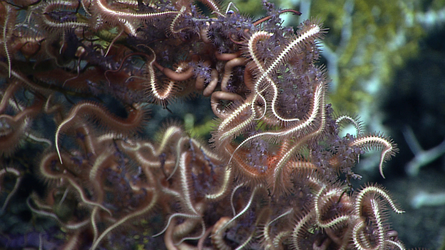 A remarkable agglomeration of brittle stars on a purple octocoral bush