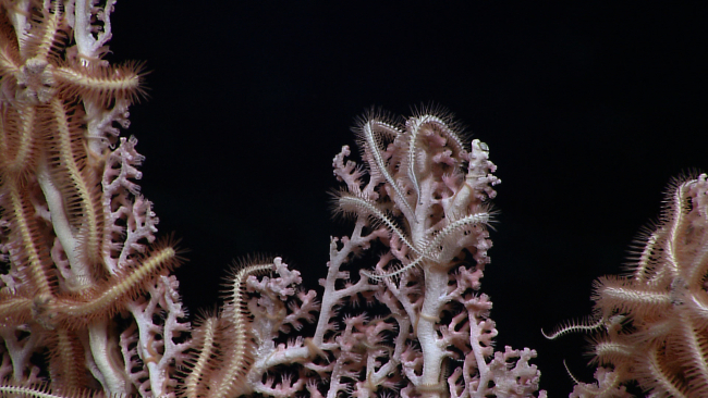 White and brown brittle stars on a pinkish white corallium bush