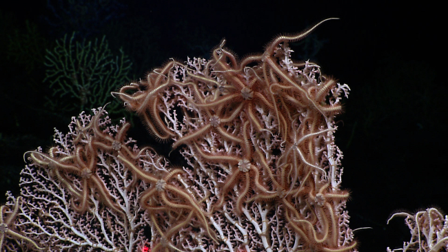 Large brown brittle stars on a pink corallium coral bush