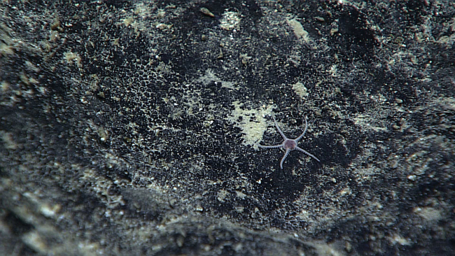 A small white brittle star with a pentagonal central disk