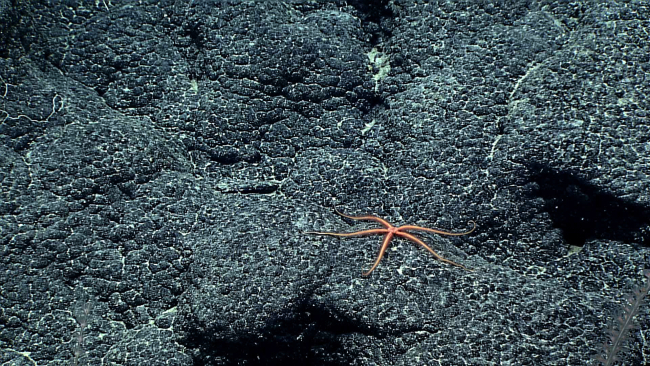 A reddish orange brittle star on a botryoidal manganese encrusted substrate