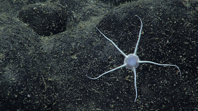 A white brittle star on a basalt surface