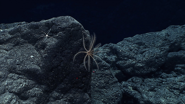 A brown to cream colored feather star crinoid and a white brittle star on abasalt surface