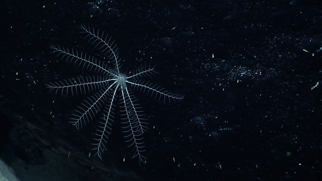 A white feather star crinoid on a black rock surface