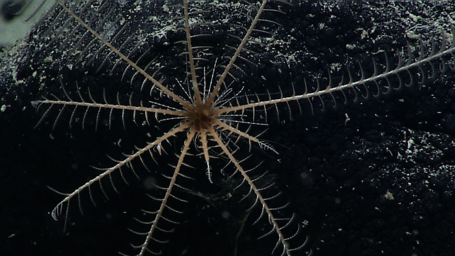 A brown to cream colored feather star crinoid with two arms regenerating