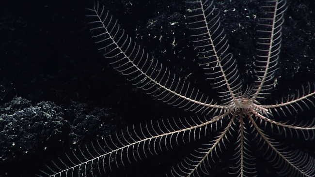 A cream colored feather star crinoid with one arm recently lost