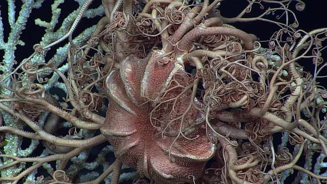 Closeup of the central disk of a gorgonocephalid starfish