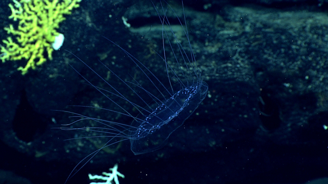 A bluish tinged transparent dinner plate jellyfish