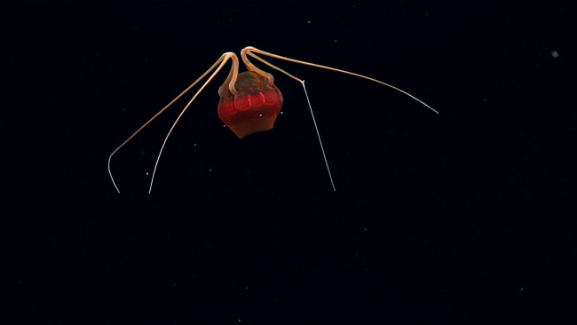 An unusual red and brown jellyfish observed on Deep Twin Ridge