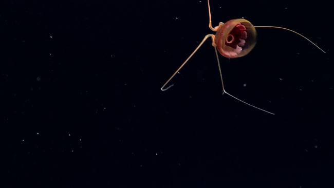 An unusual red and brown jellyfish observed on Deep Twin Ridge