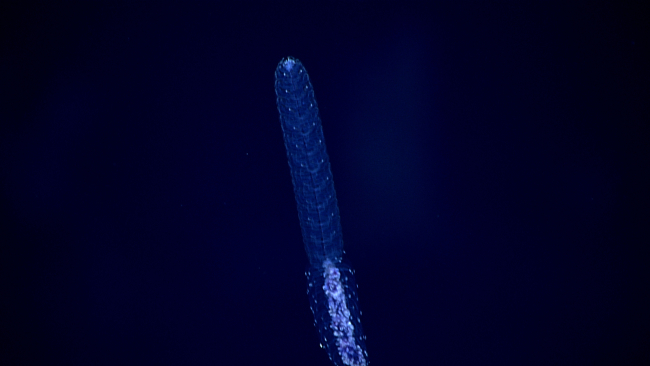 A bluish siphonophore observed in the water column