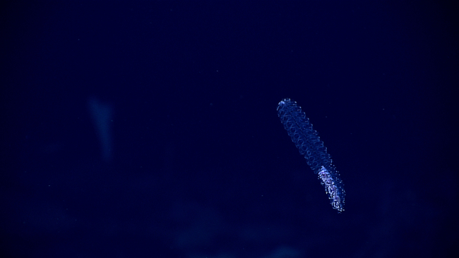 A bluish siphonophore observed in the water column