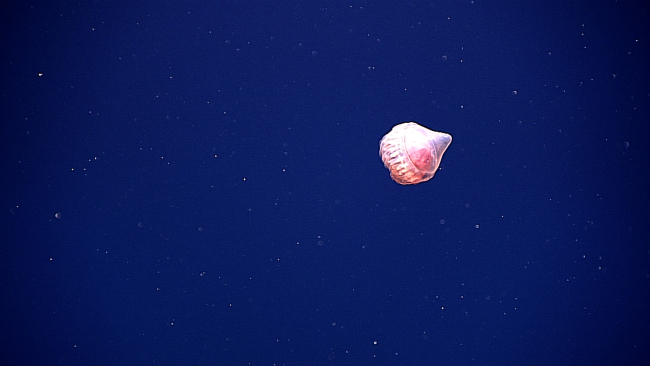 A reddish pink jellyfish in the water column