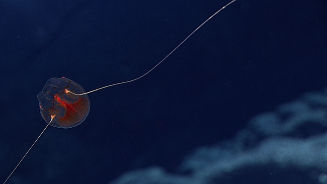 A ctenophore with long tentacles seen not far off the bottom at SouthernmostCone