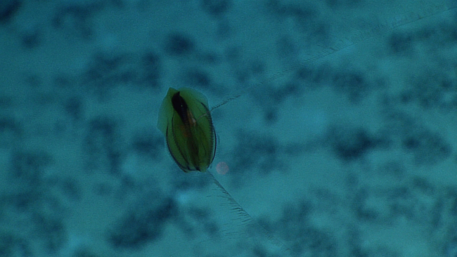A yellowish brown ctenophore not far off the bottom