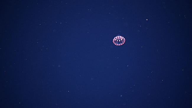 A beautiful jellyfish seen in the water column