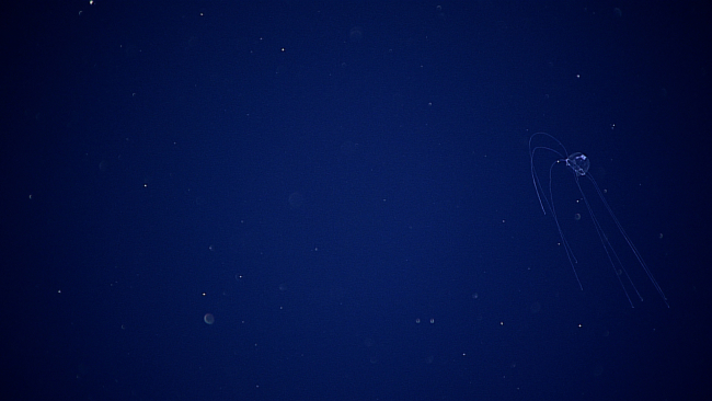 A graceful translucent jellyfish