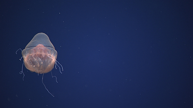 A pinkish brown jellyfish