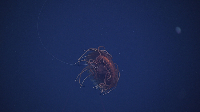 Medusa like, literally, jellyfish with one single long tentacle extending fromit