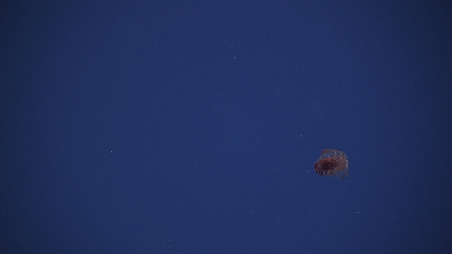Medusa like, literally, jellyfish