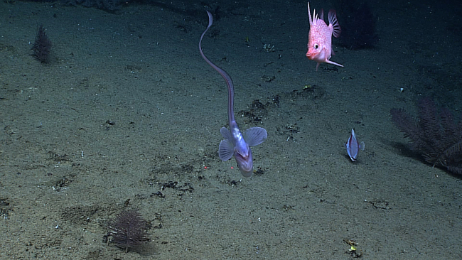 The Hawaiian spikefish, Hollardia goslinei, and a jellynose eel swimminginverted relative to the camera
