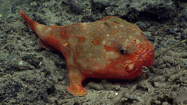 Coffinfish - Chaunax umbrinus