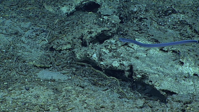 Cutthroat eel swimming over an area of what appears to be coral debris