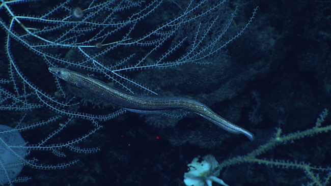 A cutthroat eel swimming in an area of bamboo coral bushes