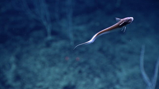 A rattail fish