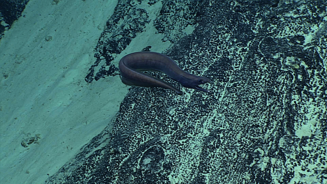 A cutthroat eel demonstrating its large mouth