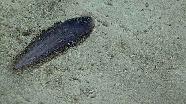 A tonguefish on a sandy bottom