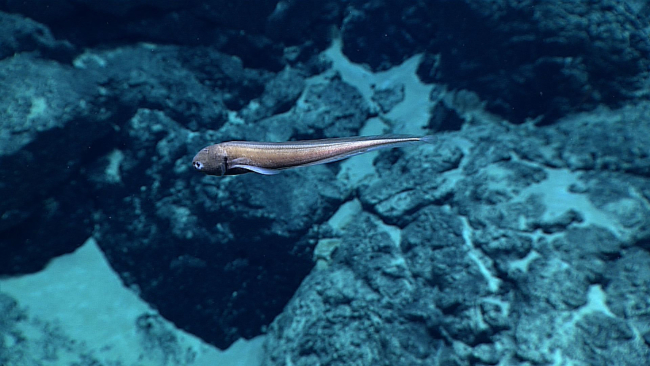 A small cusk eel