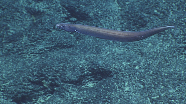 A cutthroat eel