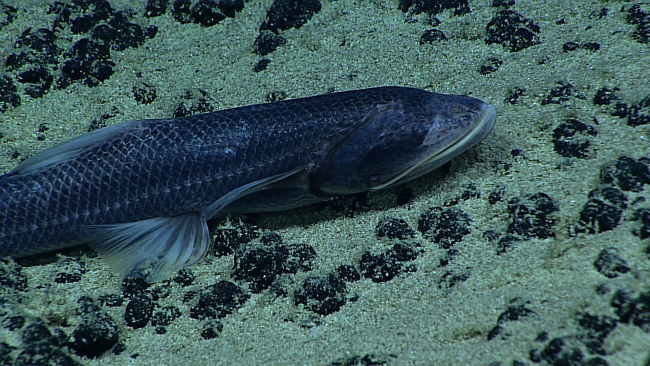 A Bathytyphlops (deep sea spiderfish fish with greatly reduced eyes) seenat Lone Cone