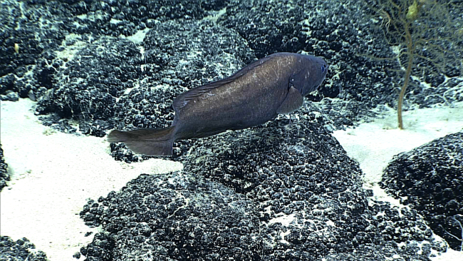 Stern view of a cusk eel