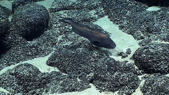 Cusk eel