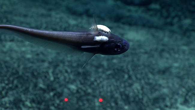 A rattail fish with two parasitic isopods attached to its head