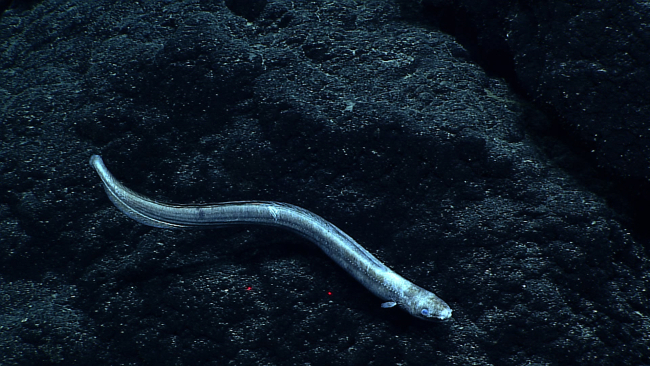 A cutthroat eel approximately 60 centimeters long