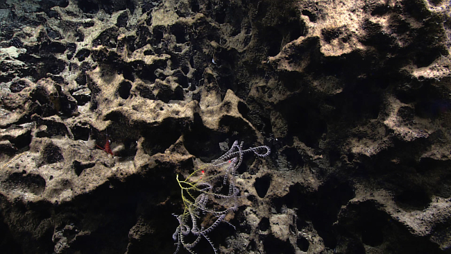 Delicate white and yellow octocorals on a vuggy carbonate rock substrate