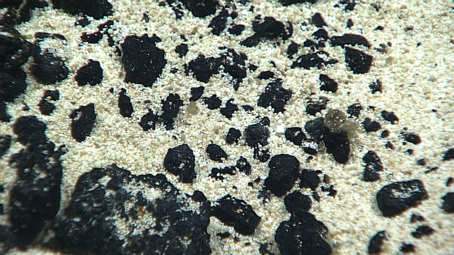 Rounded grains of coral sand interspersed with black basalt pebbles