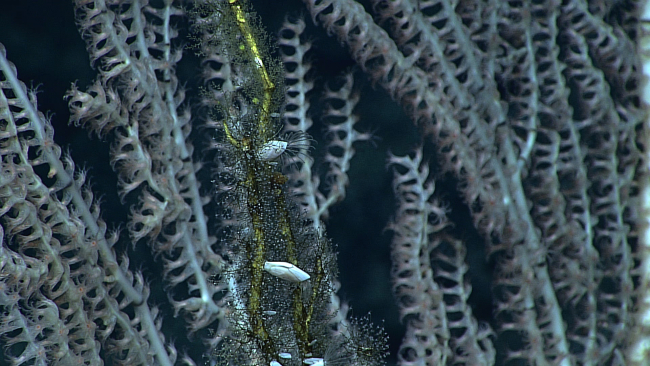 A dead coral branch covered with small hydroids and a few small gooseneckbarnacles