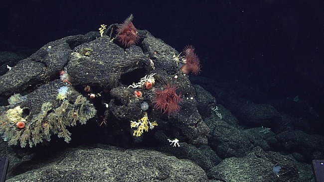 Various corals, sponges, and anemones on a rock outcrop at about 400 metersdepth