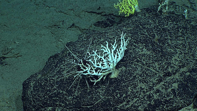 A white scleractinian coral bush and a large cidaroid pencil urchin,probably Histocidaris variabilis