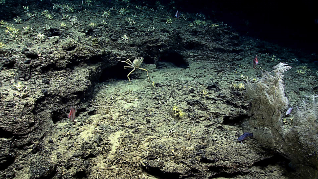 A black coral bush in the right bottom, numerous colonies of the Dendrophyllidaecoral Eguchipsammia fistula in the upper left, a large spider crab, a fewAntigonia sp