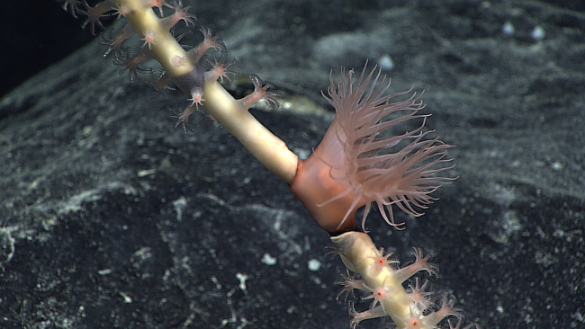 A large pinkish anemone attached to a bamboo coral