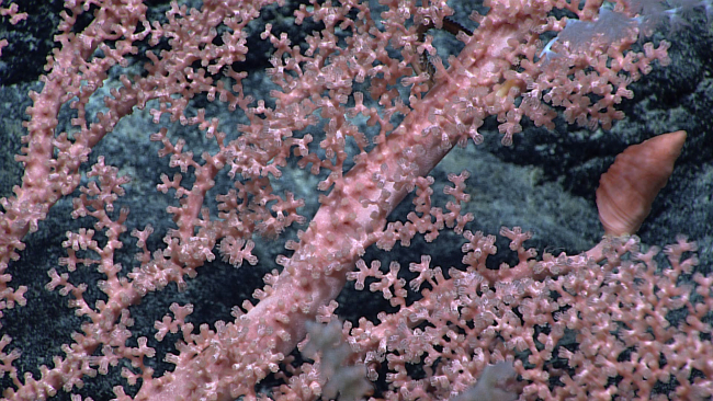 A pink corallium coral bush with polyps retracted