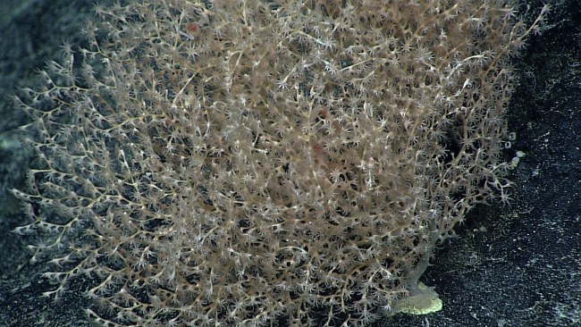 A white chrysogorgid coral with two associated squat lobster just barelyvisible near the exact center of the image and in the upper left branches of the bush