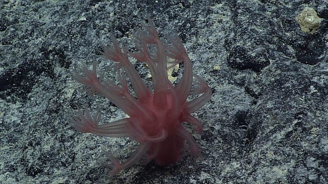 A red anthomastus coral attached to rock substrate